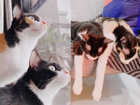 尚本堂呃人 養2隻貓